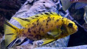 Tropheops sp. 'orange chest' Otter Island